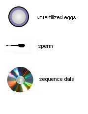 Unfertilized eggs, 	sperm and sequence data