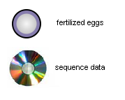 Fertilized eggs and sequence data