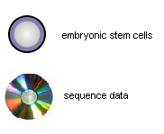 Embryonic stem cells and sequence data